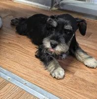 Jasper, a male Miniature Schnauzer for sale in Cullman, AL – Photo 4 of 4