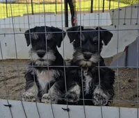 Jasper, a male Miniature Schnauzer for sale in Cullman, AL – Photo 2 of 4
