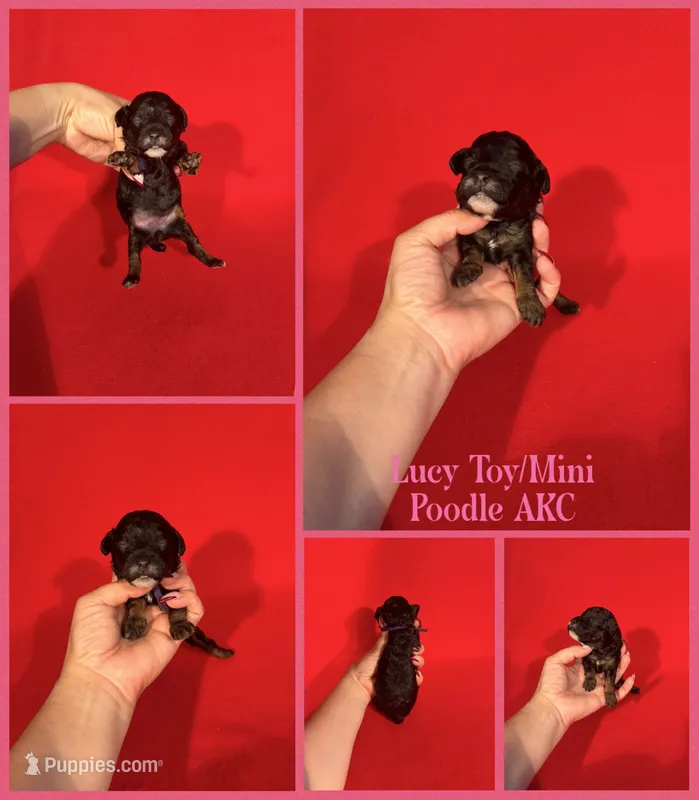 Lucy AKC  – Poodle - Toy , Poodle - Miniature  puppy for sale in Jacksonville, NC