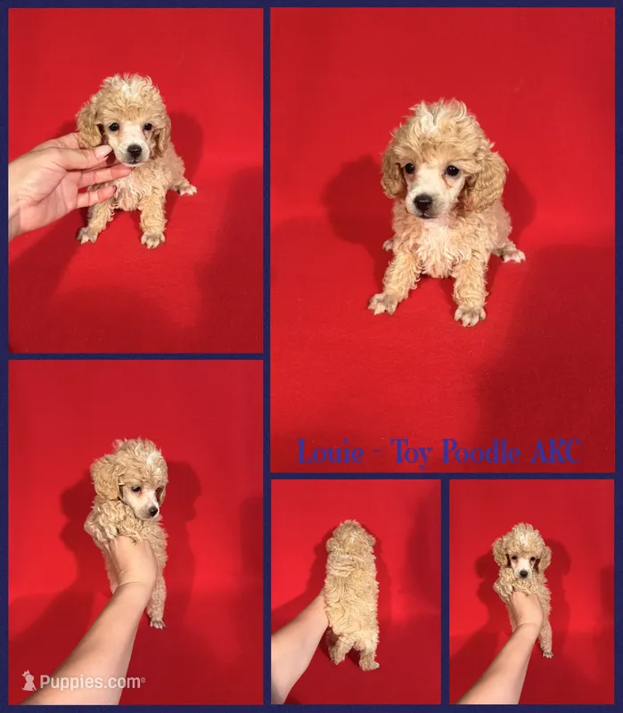 Louie AKC  – Poodle - Toy , Poodle - Miniature  puppy for sale in Jacksonville, NC