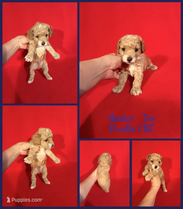 Harley – Poodle - Toy  puppy for sale in Jacksonville, NC
