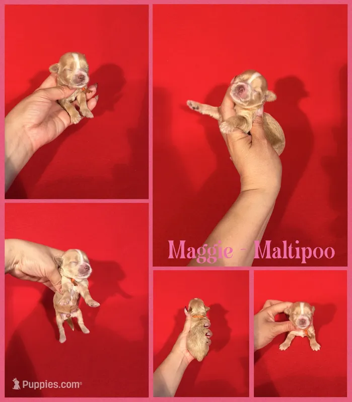 Maggie – Maltipoo puppy for sale in Jacksonville, NC