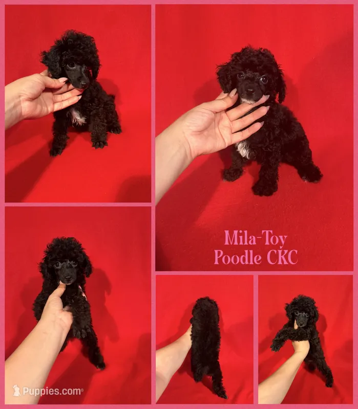 Mila – Poodle - Toy  puppy for sale in Jacksonville, NC