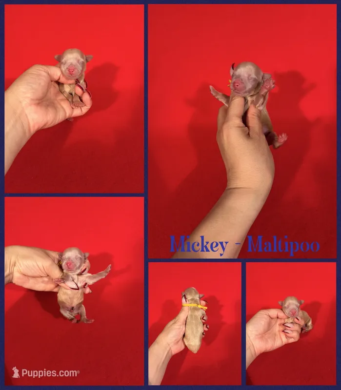 Mickey – Maltipoo puppy for sale in Jacksonville, NC