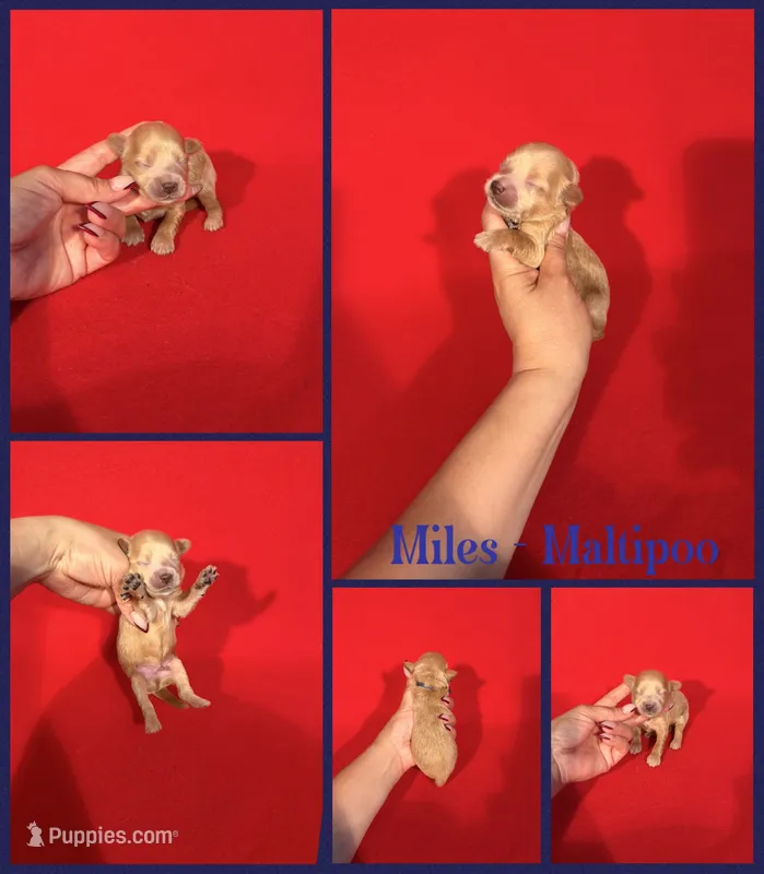 Miles – Maltipoo puppy for sale in Jacksonville, NC