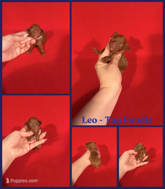 Leo AKC reg  – Poodle - Toy  puppy for sale in Jacksonville, NC