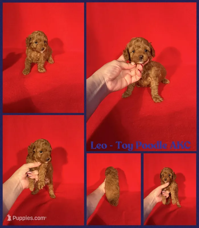 Leo AKC reg  – Poodle - Toy  puppy for sale in Jacksonville, NC