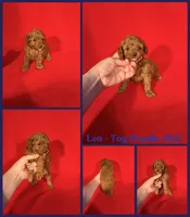 Leo AKC reg , a male Poodle - Toy  for sale in Jacksonville, NC – 1 of 1