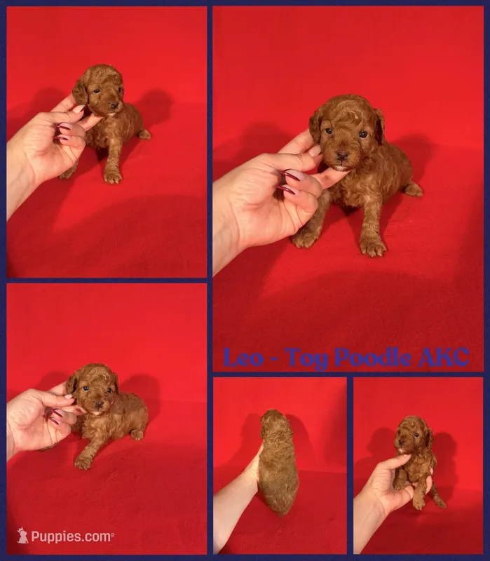 Leo AKC reg  – Poodle - Toy  puppy for sale in Jacksonville, NC