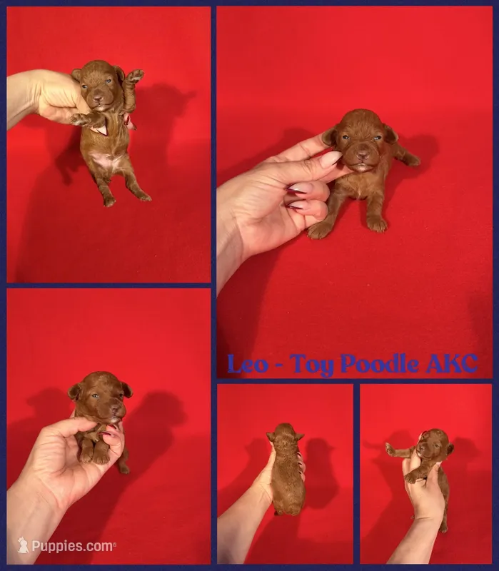 Leo AKC reg  – Poodle - Toy  puppy for sale in Jacksonville, NC