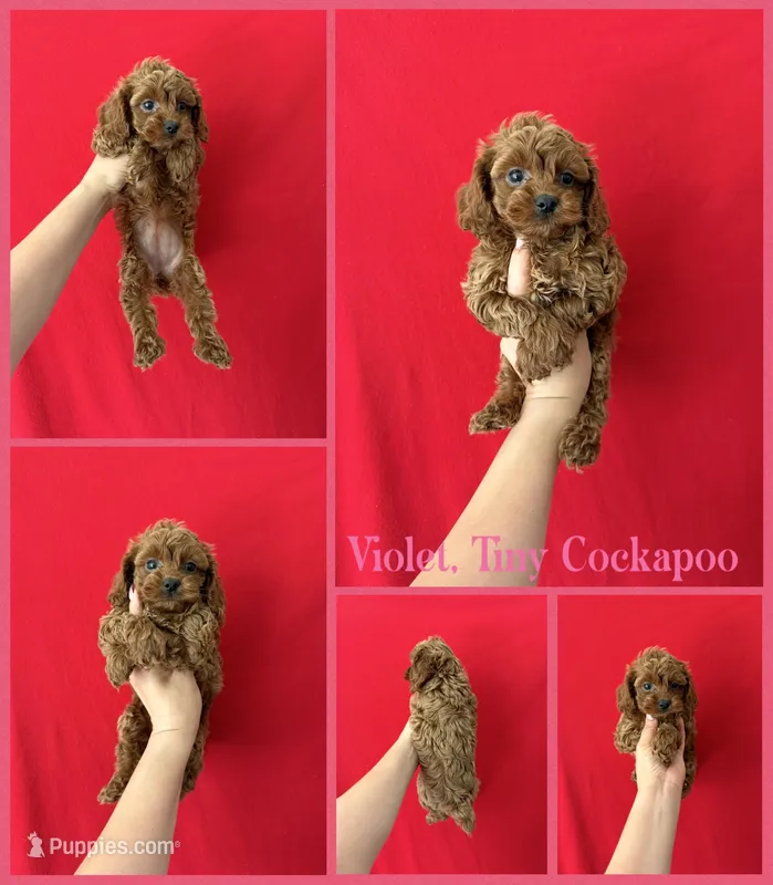 Violet  – Cockapoo, Poodle - Toy  puppy for sale in Jacksonville, NC