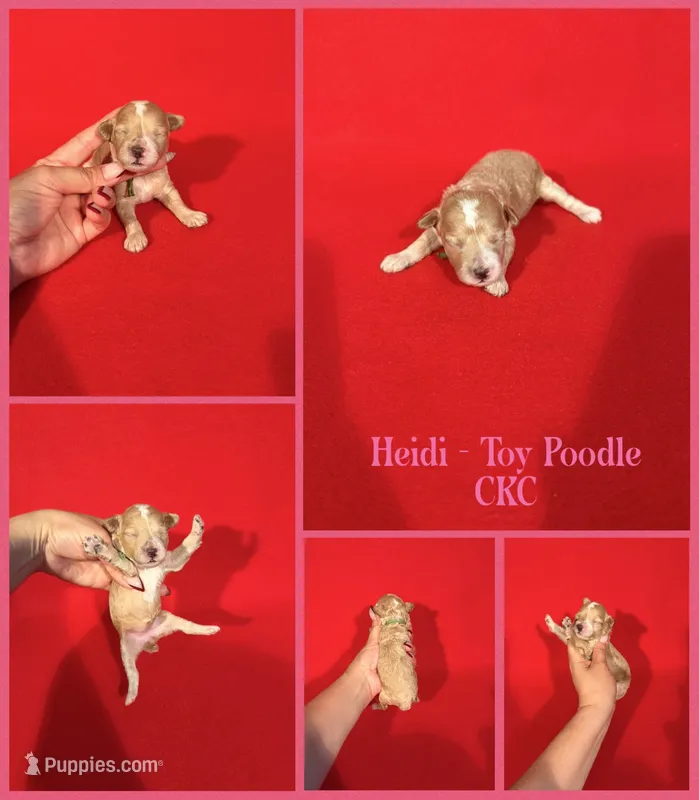 Heidi  – Poodle - Toy  puppy for sale in Jacksonville, NC