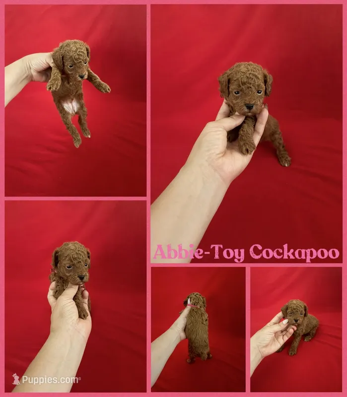 Abbie – Cockapoo puppy for sale in Jacksonville, NC