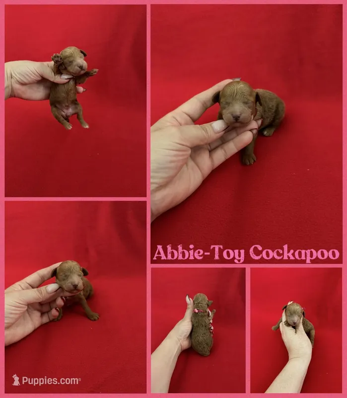 Abbie – Cockapoo puppy for sale in Jacksonville, NC