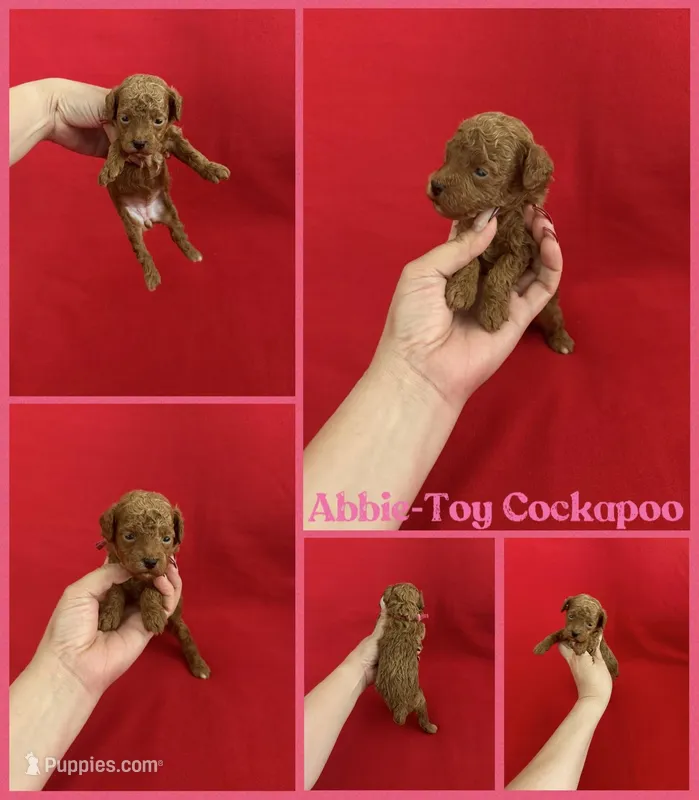 Abbie – Cockapoo puppy for sale in Jacksonville, NC