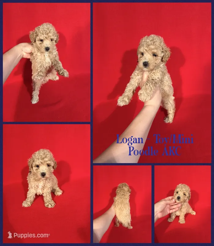 Logan AKC  – Poodle - Toy , Poodle - Miniature  puppy for sale in Jacksonville, NC