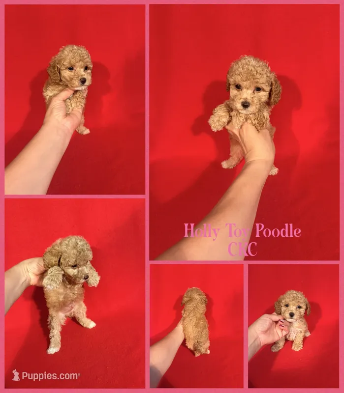 Holly  – Poodle - Toy  puppy for sale in Jacksonville, NC