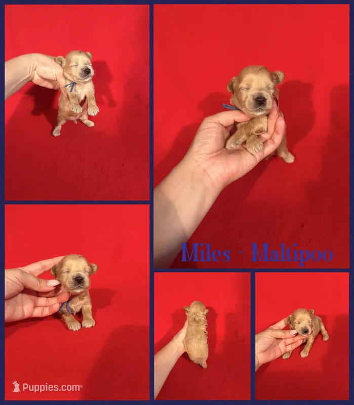 Miles – Maltipoo puppy for sale in Jacksonville, NC