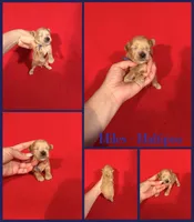 Miles, a male Maltipoo for sale in Jacksonville, NC – 1 of 1