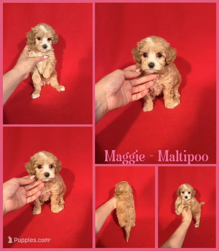 Maggie – Maltipoo puppy for sale in Jacksonville, NC