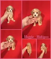 Maggie, a female Maltipoo for sale in Jacksonville, NC – 1 of 1