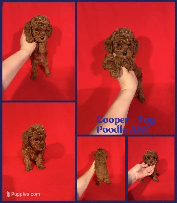 Cooper AKC  – Poodle - Toy  puppy for sale in Jacksonville, NC