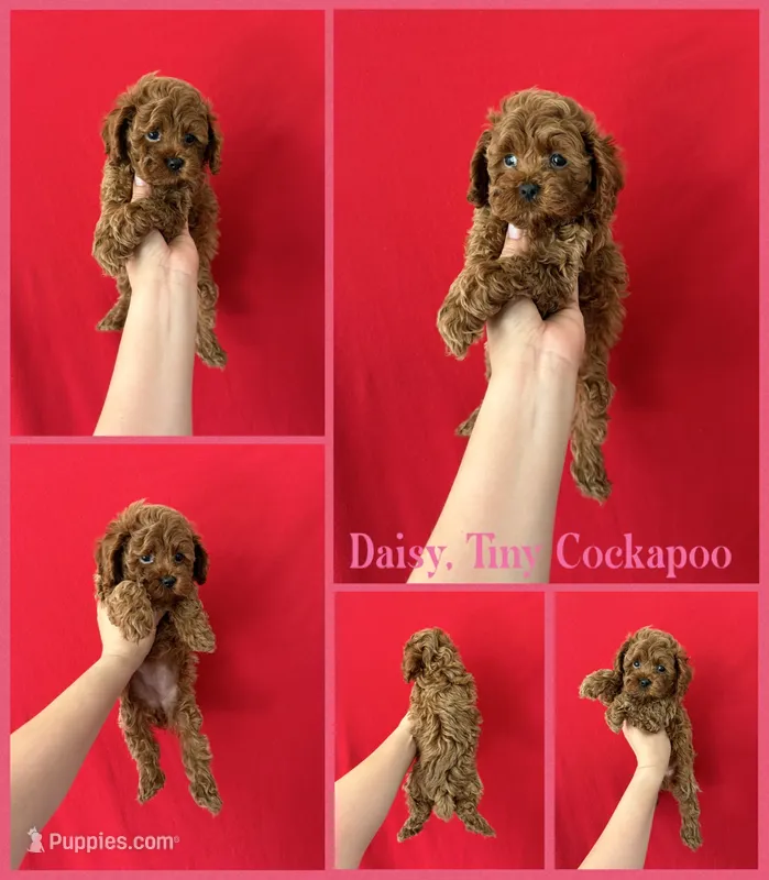 Daisy  – Cockapoo, Poodle - Toy  puppy for sale in Jacksonville, NC