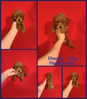 Hunger , a male Poodle - Toy  for sale in Jacksonville, NC – 1 of 1