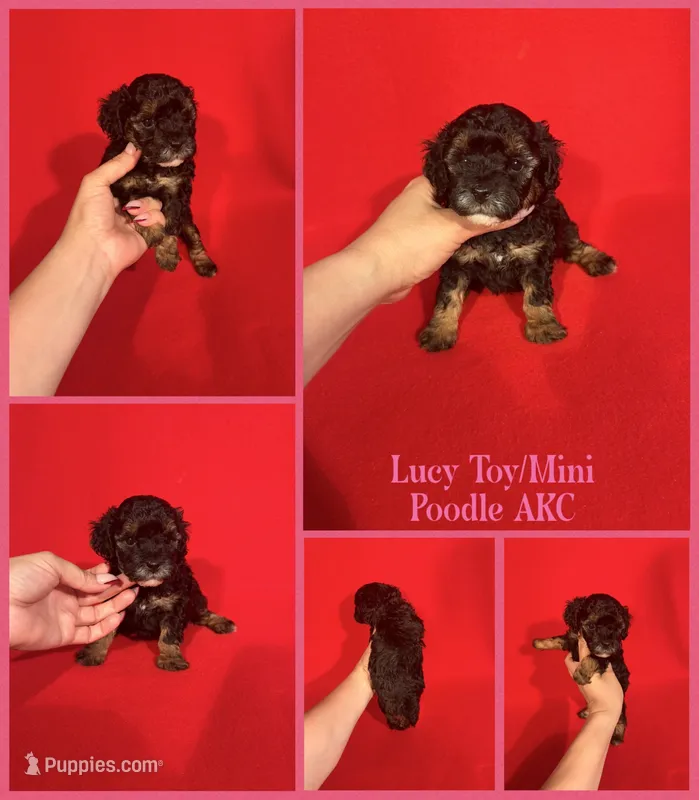 Lucy AKC  – Poodle - Toy , Poodle - Miniature  puppy for sale in Jacksonville, NC
