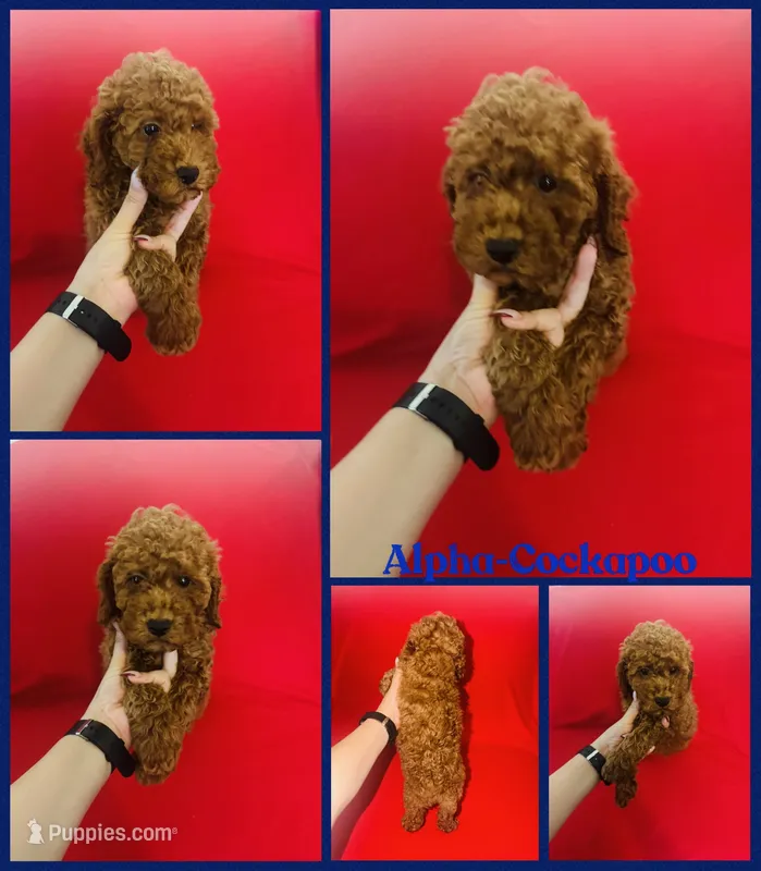 Alpha – Cockapoo, Poodle - Toy  puppy for sale in Jacksonville, NC
