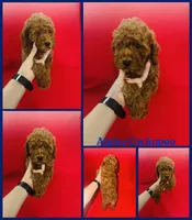 Alpha, a male Cockapoo and Poodle - Toy  for sale in Jacksonville, NC – 1 of 1