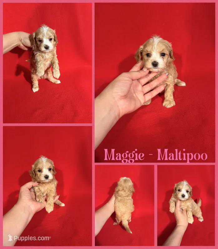 Maggie – Maltipoo puppy for sale in Jacksonville, NC