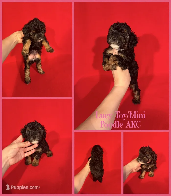 Lucy AKC  – Poodle - Toy , Poodle - Miniature  puppy for sale in Jacksonville, NC