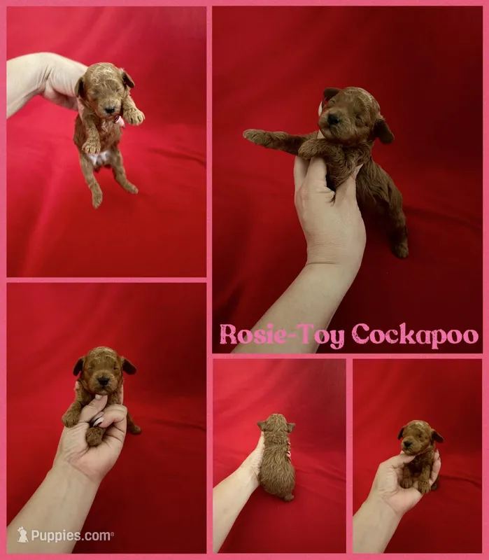 Rosie  – Cockapoo, Poodle - Toy  puppy for sale in Jacksonville, NC