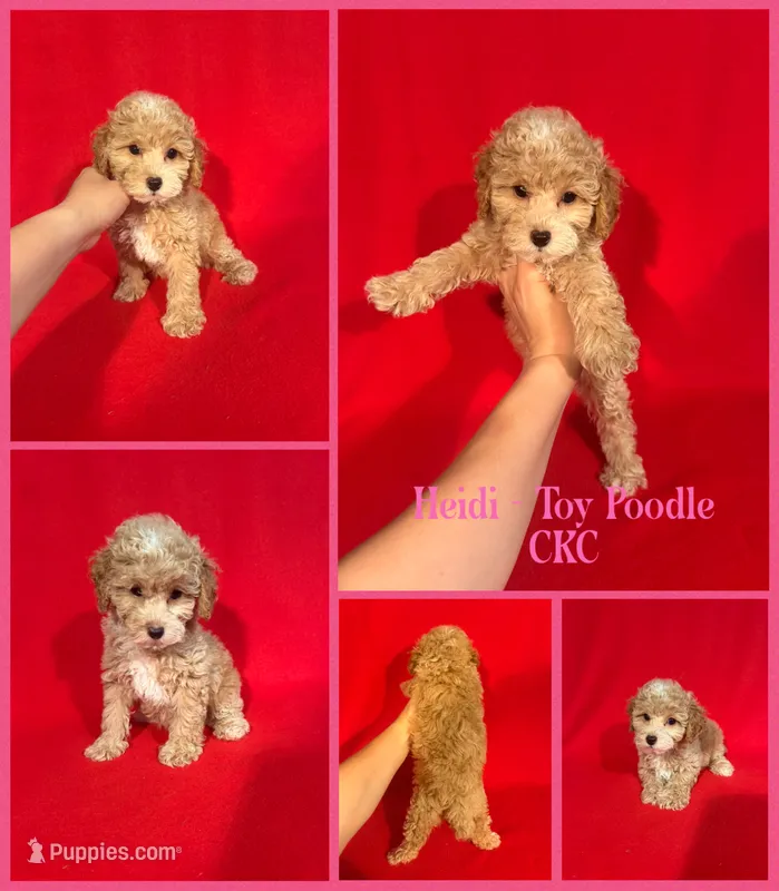 Heidi  – Poodle - Toy  puppy for sale in Jacksonville, NC