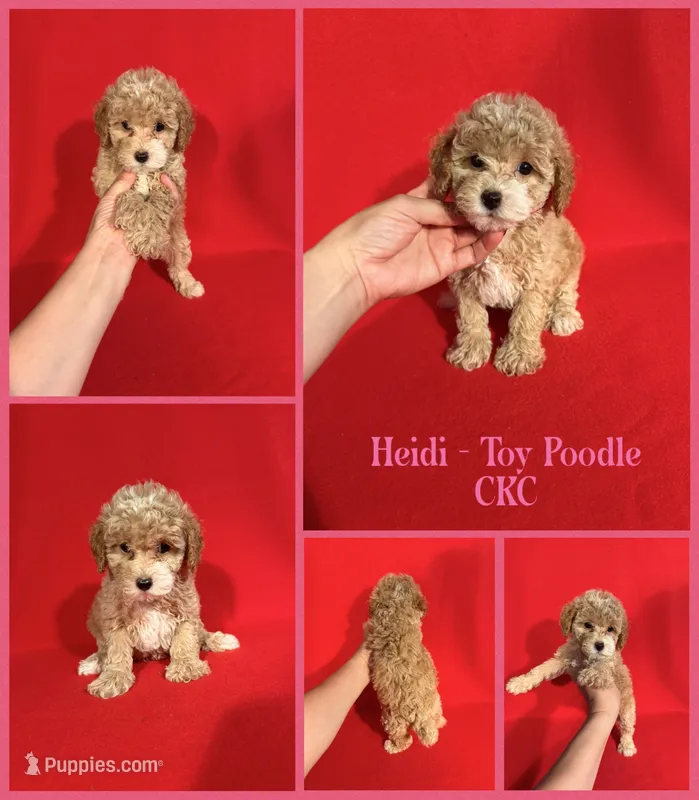 Heidi  – Poodle - Toy  puppy for sale in Jacksonville, NC