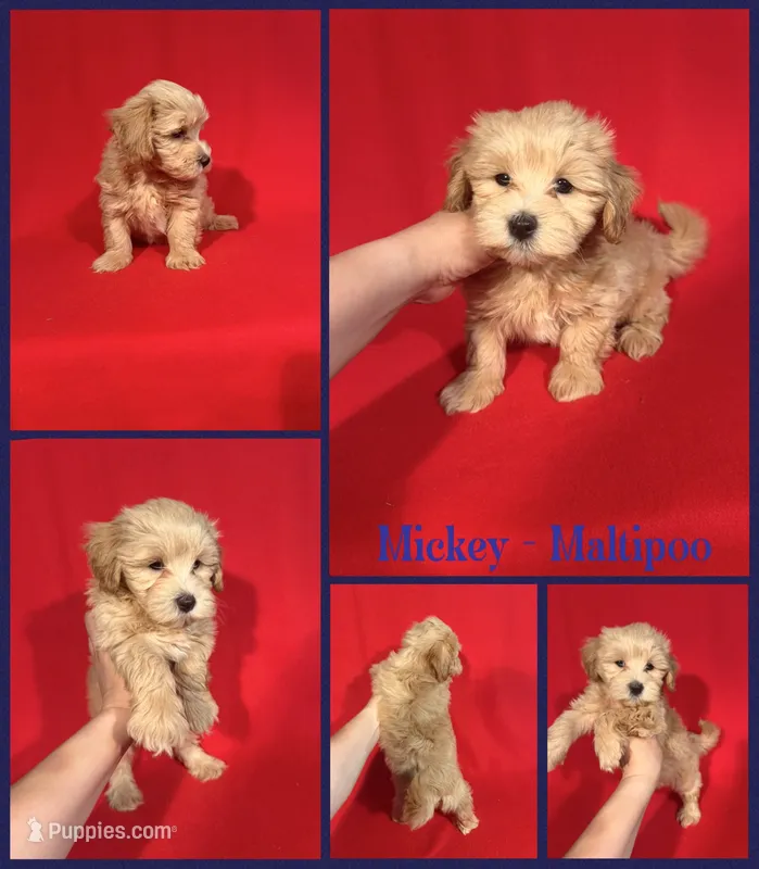 Mickey – Maltipoo puppy for sale in Jacksonville, NC