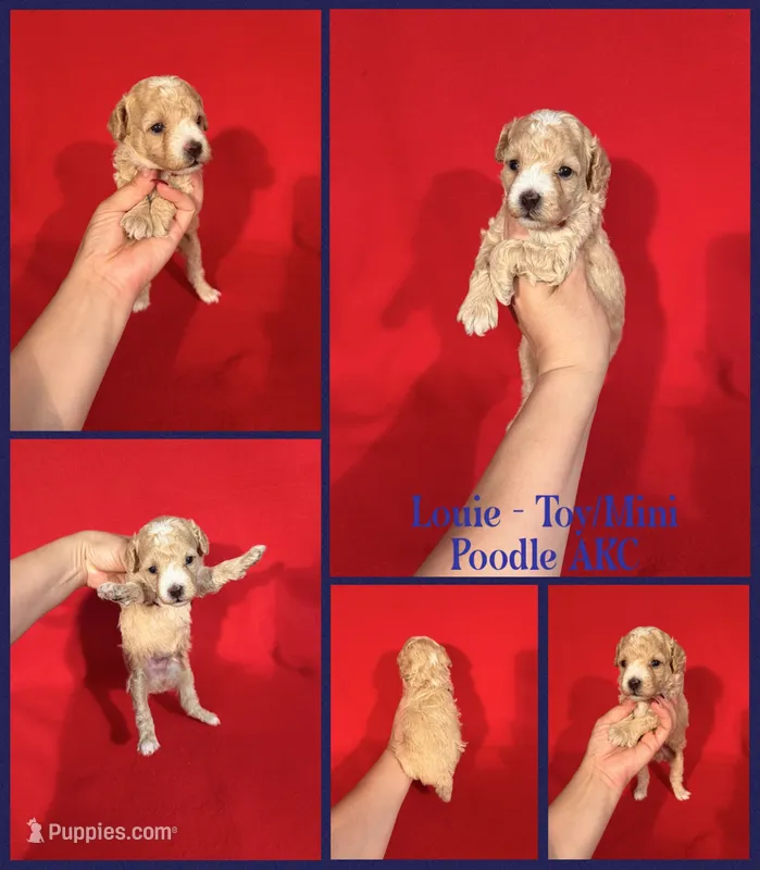 Louie AKC  – Poodle - Toy , Poodle - Miniature  puppy for sale in Jacksonville, NC