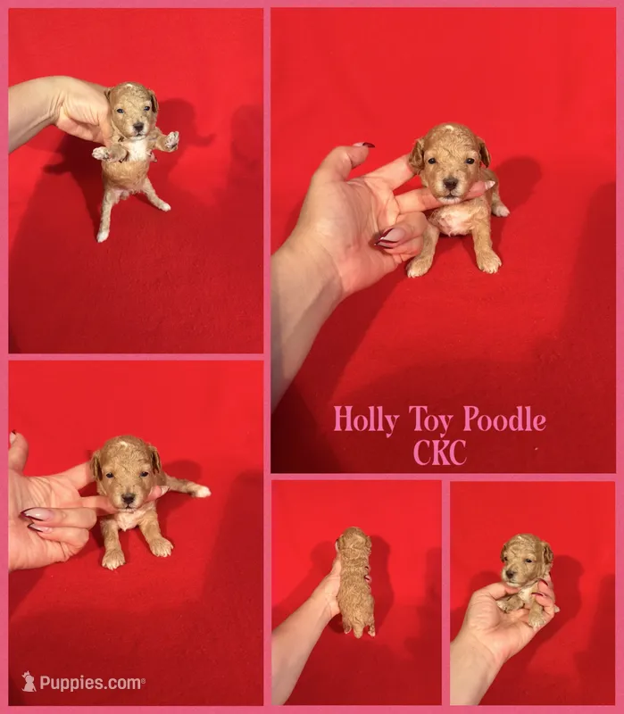 Holly  – Poodle - Toy  puppy for sale in Jacksonville, NC
