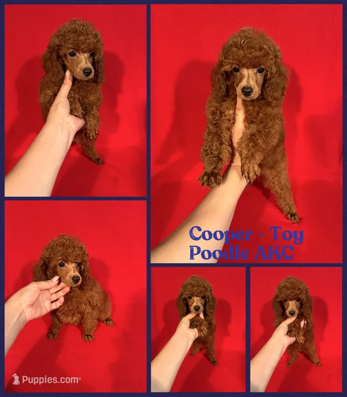Cooper AKC  – Poodle - Toy  puppy for sale in Jacksonville, NC