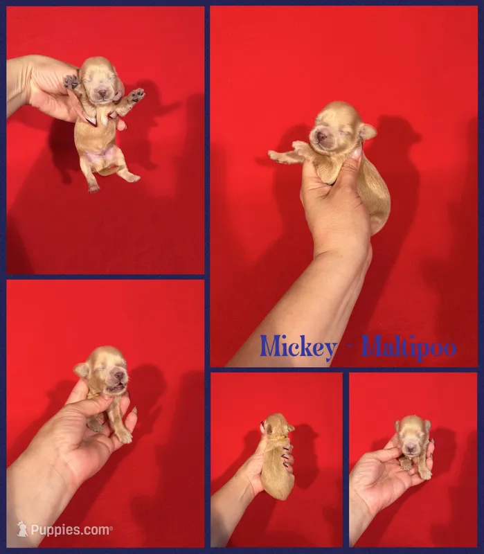 Mickey – Maltipoo puppy for sale in Jacksonville, NC