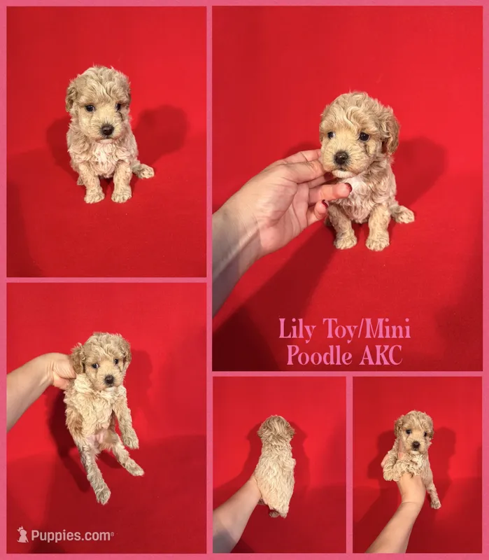 Lily AKC  – Poodle - Toy , Poodle - Miniature  puppy for sale in Jacksonville, NC