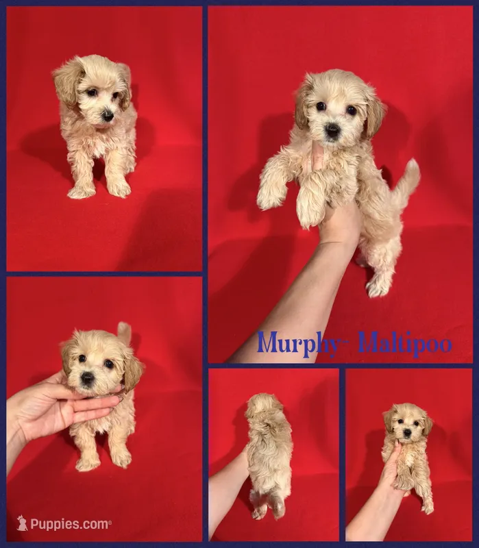 Murphy  – Maltipoo puppy for sale in Jacksonville, NC