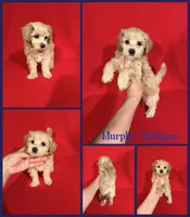 Murphy , a male Maltipoo for sale in Jacksonville, NC – 1 of 1