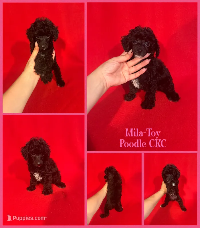 Mila – Poodle - Toy  puppy for sale in Jacksonville, NC