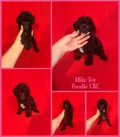 Mila, a female Poodle - Toy  for sale in Jacksonville, NC – 1 of 1