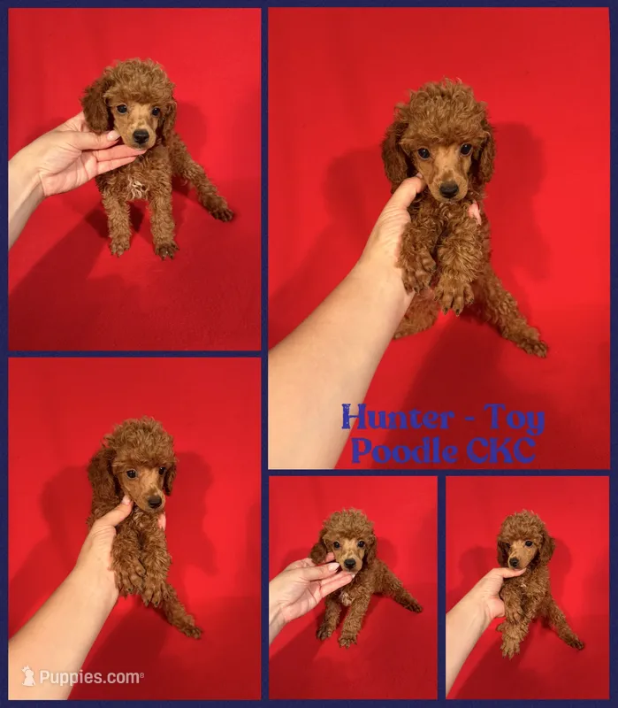 Hunter – Poodle - Toy  puppy for sale in Jacksonville, NC