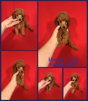 Hunter, a male Poodle - Toy  for sale in Jacksonville, NC – 1 of 1