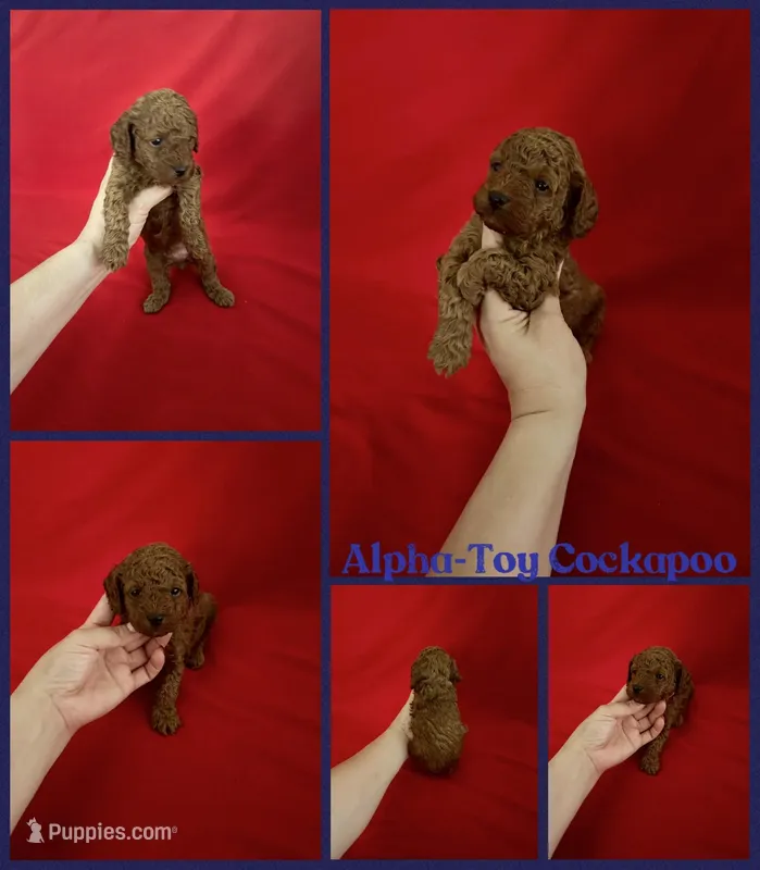 Alpha – Cockapoo puppy for sale in Jacksonville, NC