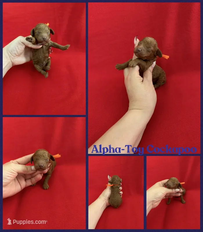 Alpha – Cockapoo puppy for sale in Jacksonville, NC